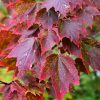 Red Sunset Red Maple #7 - Image 2